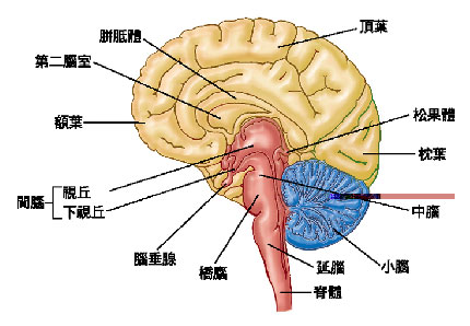 打坐、冥想、气功、静思与脑电波