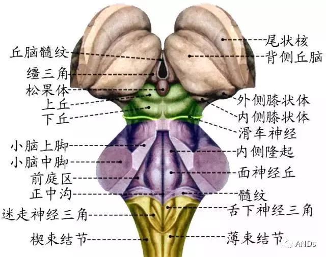 v2-470dc61bfe1753d8a12c3719e8156a4e_r.jpg